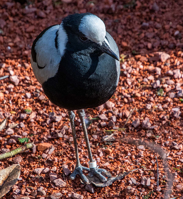 Blacksmith lapwing