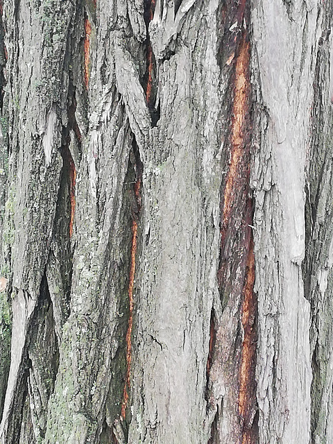 Just a bark of tree