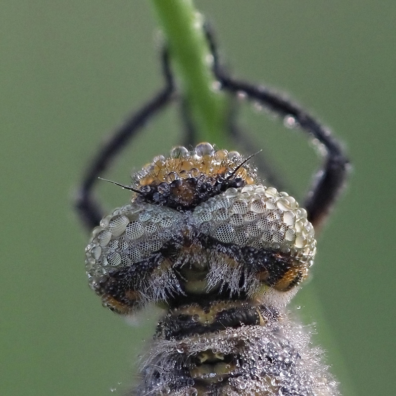 Kopf einer Libelle
