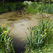 Pond straight after application of Aquaplancton