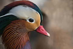 Mandarin Duck