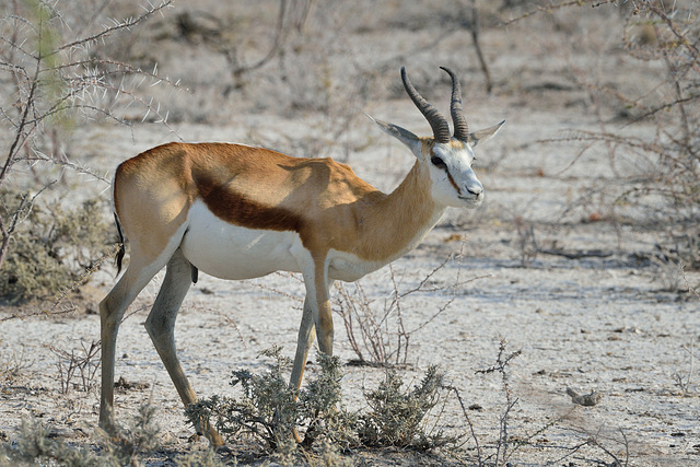 Springbok