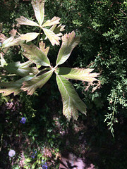 IMG 6254