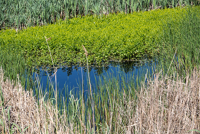 20170519 3446VRTw [H] Nationalpark Fertö-Hansag, Neusiedler See