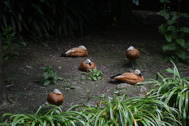 Azores, Island of San Miguel, Ducks on a Rest in the Park of Terra Nostra