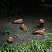 Azores, Island of San Miguel, Ducks on a Rest in the Park of Terra Nostra