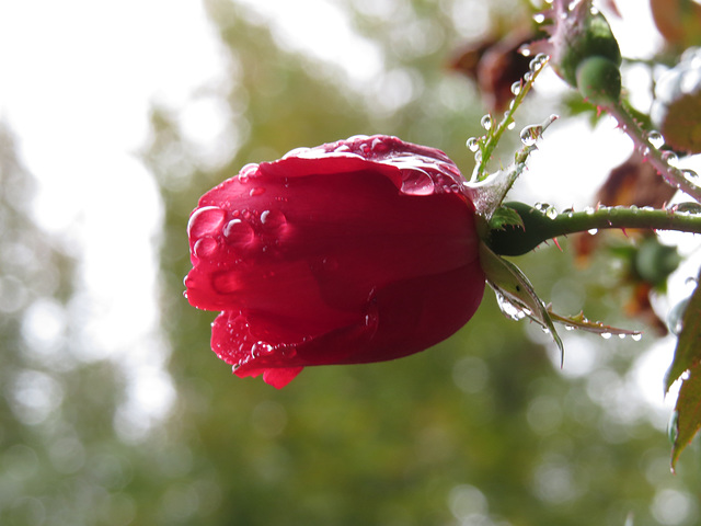 Rose flower after rain