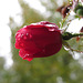 Rose flower after rain