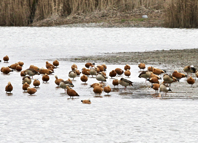 Rostgänse auf dem Weiher