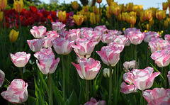 Tulip Parade