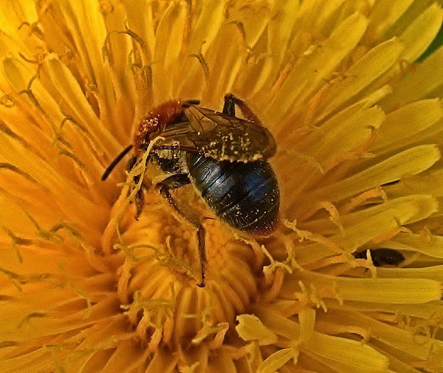 Bee