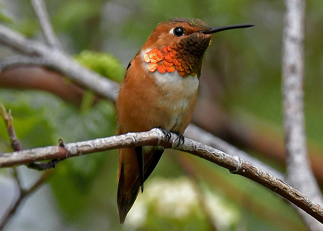 Rufous Hummingbird