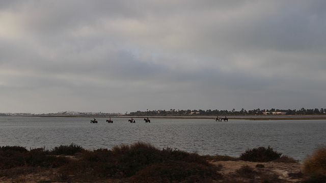 Djerba Tourism--Horses