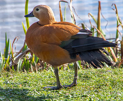 Ruddy shelduck