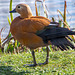 Ruddy shelduck