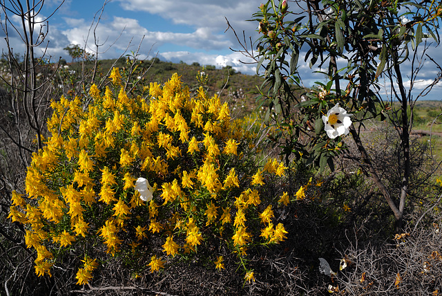 Genista hirsuta, Penedos, Alentejo