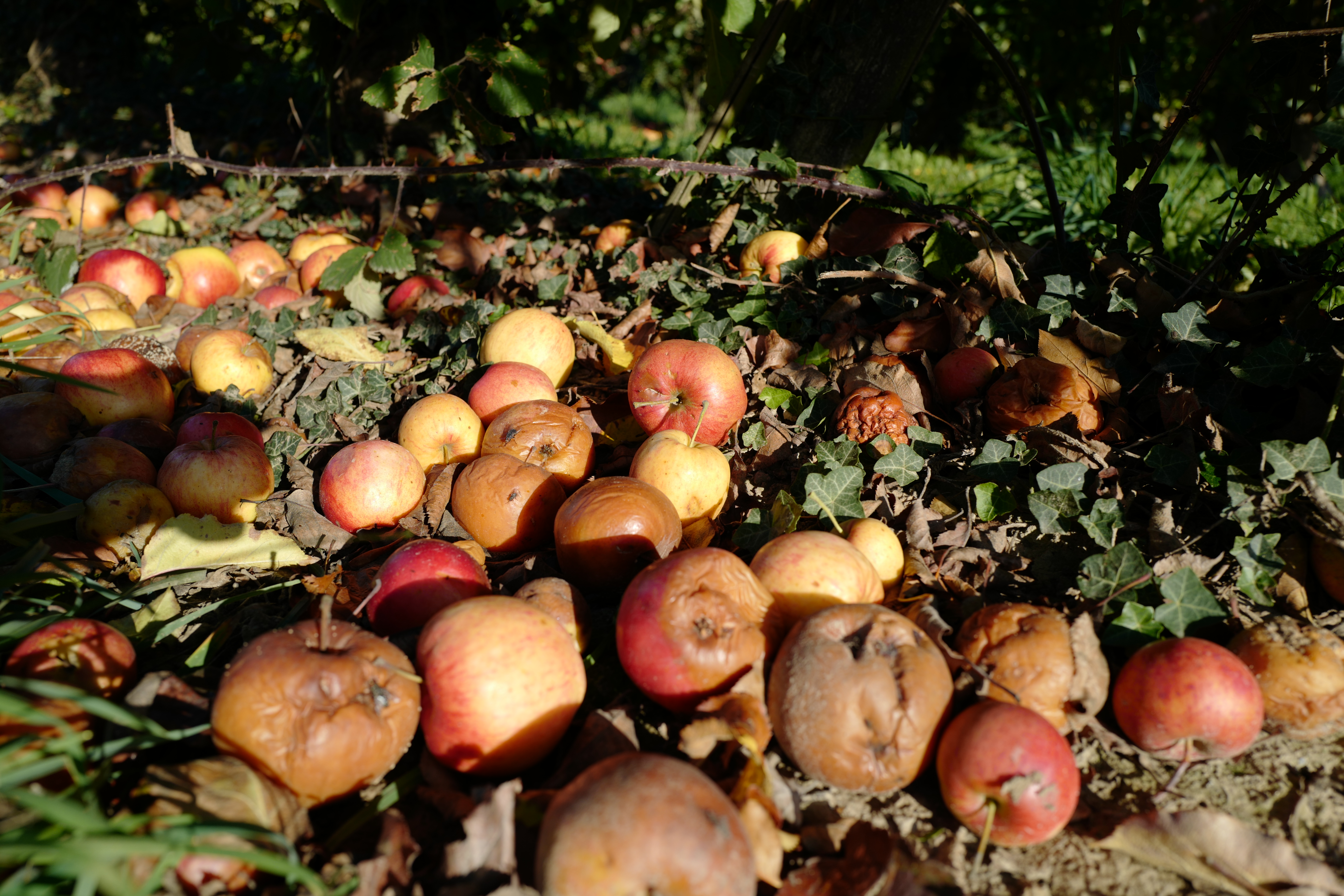 apples (end of the season)