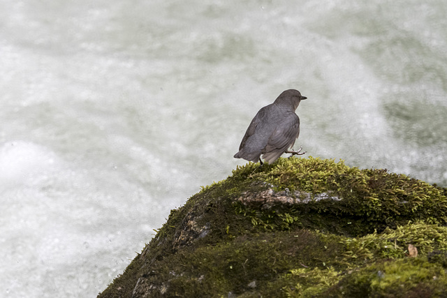 American Dipper 1