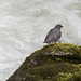 American Dipper 1