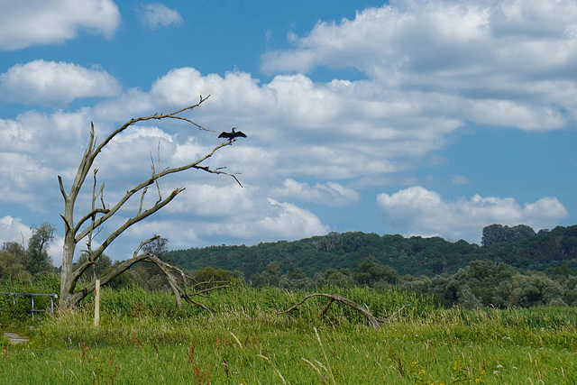 Das Naturschutzgebiet Unteres Odertal - The nature reserve Lower Oder Valley National Park