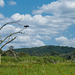 Das Naturschutzgebiet Unteres Odertal - The nature reserve Lower Oder Valley National Park