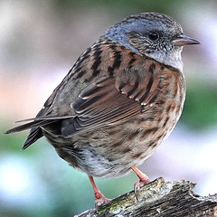 ACCENTEUR Mouchet ( Prunella modularis - Dunnock) ACCENTEUR Mouchet ( Prunella modularis - Dunnock)