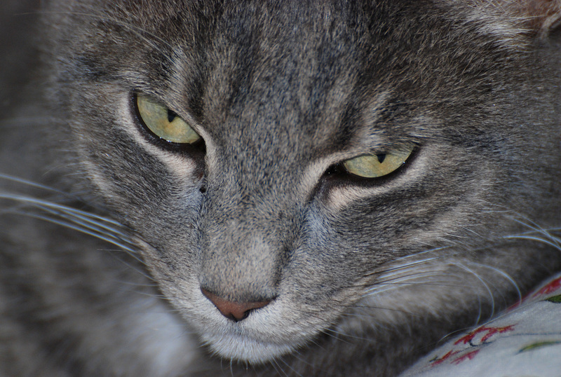 Oubi, portrait