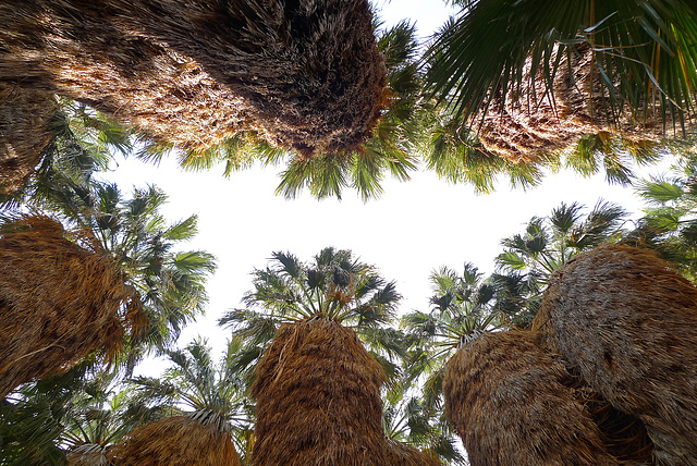 USA - California, Coachella Valley Preserve