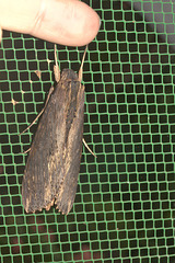 IMG 9283moth