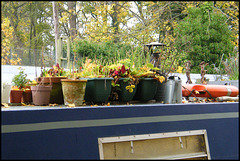 autumn pots