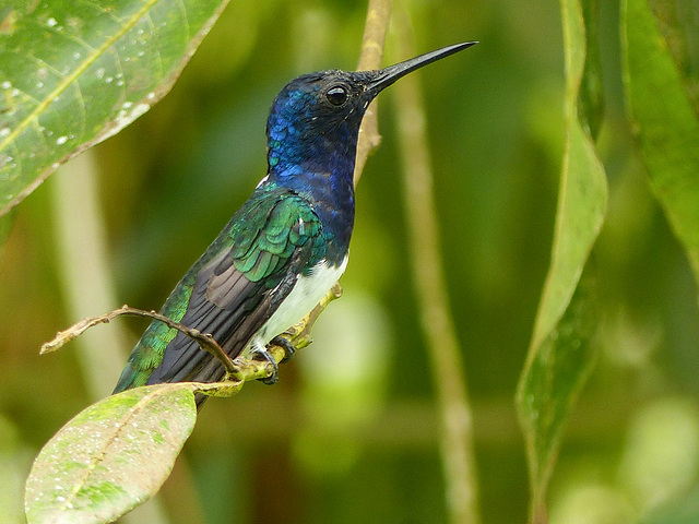 White-necked Jacobin, Asa Wright, Trinidad