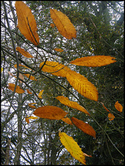 November chestnut leaves