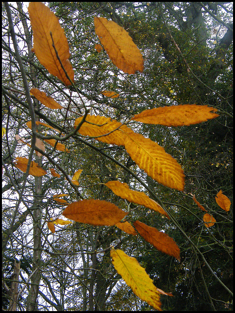 November chestnut leaves