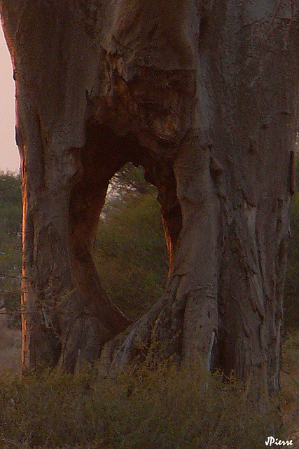 L'œil du Baobab