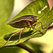 Shieldbug