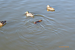 tranquilles les canards ! tranquilles les canards !