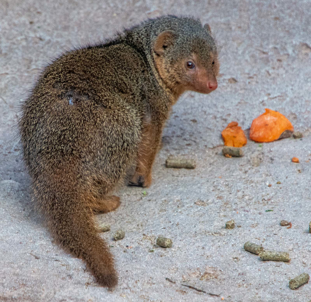 Rock hyrax