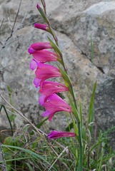 Gladiolus illyricus, Asparagales