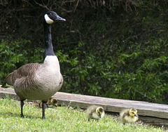 Canada goose and babies
