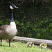 Canada goose and babies