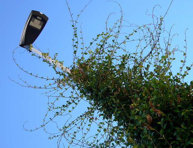 jasmine vs street lamp