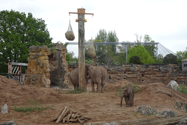 Elephants At Chester Zoo