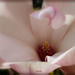 Coeur de magnolia ........Bonne journée de printemps !