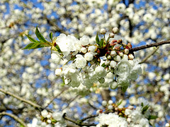 Zierkischenbaum