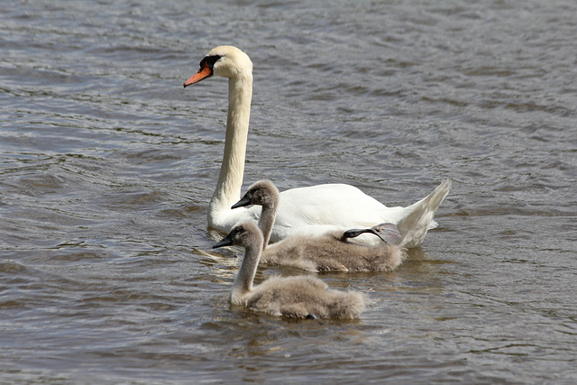 Schwanenfamilie