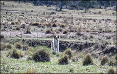 Alpine Dingo, not a domestic dog. A rare meeting