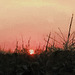 sunset, sweet corn field