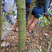 DSCN1374 - cicatriz caulinar de  camboatá-vermelho Cupania vernalis, Sapindaceae