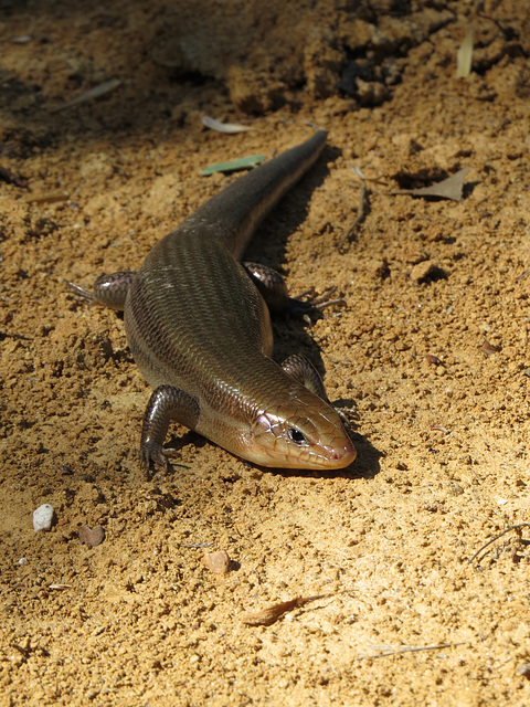 Broad-headed skink