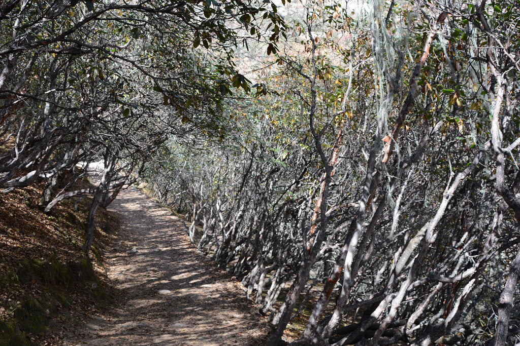 Khumbu, The Path through the Woods